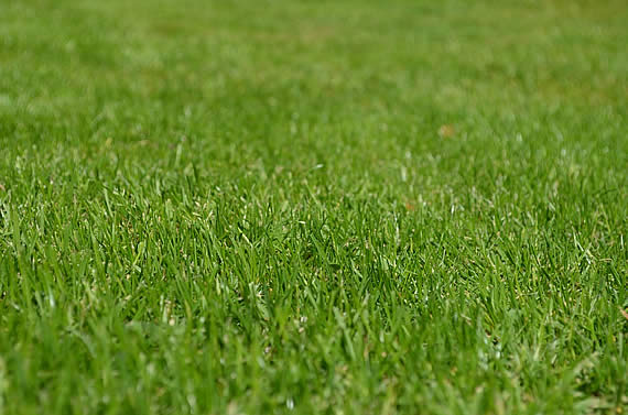 Wie bereite ich meinen Rasen für die Gartensaison vor? Foto: Huskyherz / pixabay.com