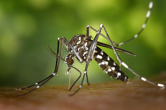 Insektenschutz – perfekter Schutz vor Fliegen, Stechmücken und Co. im ganzen Haus. Foto: WikiImages / pixabay.com