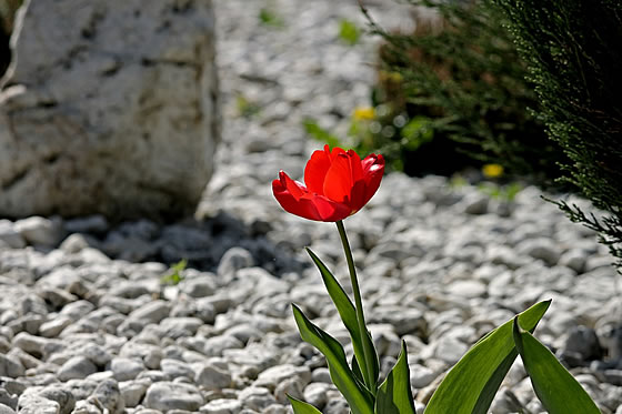 Garten anlegen - Tipps für Einsteiger - Foto: manfredrichter / pixabay.com 