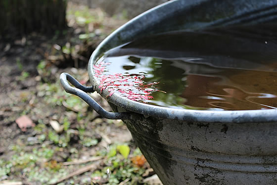 Regenwasser ökologisch sinnvoll nutzen. Foto: pixabay.com