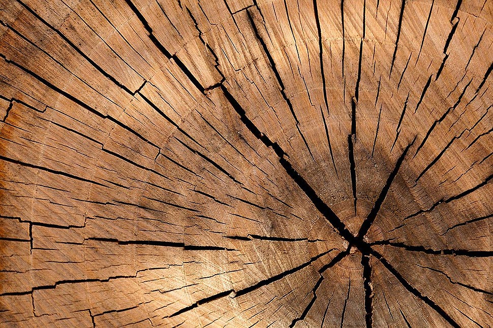 Mehr Holznutzung - weniger Treibhausgase. Foto: pixabay.com