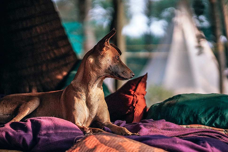 Gemütlicher Rückzugsort für den Vierbeiner mit passendem Hundebett. Foto: picabay.com