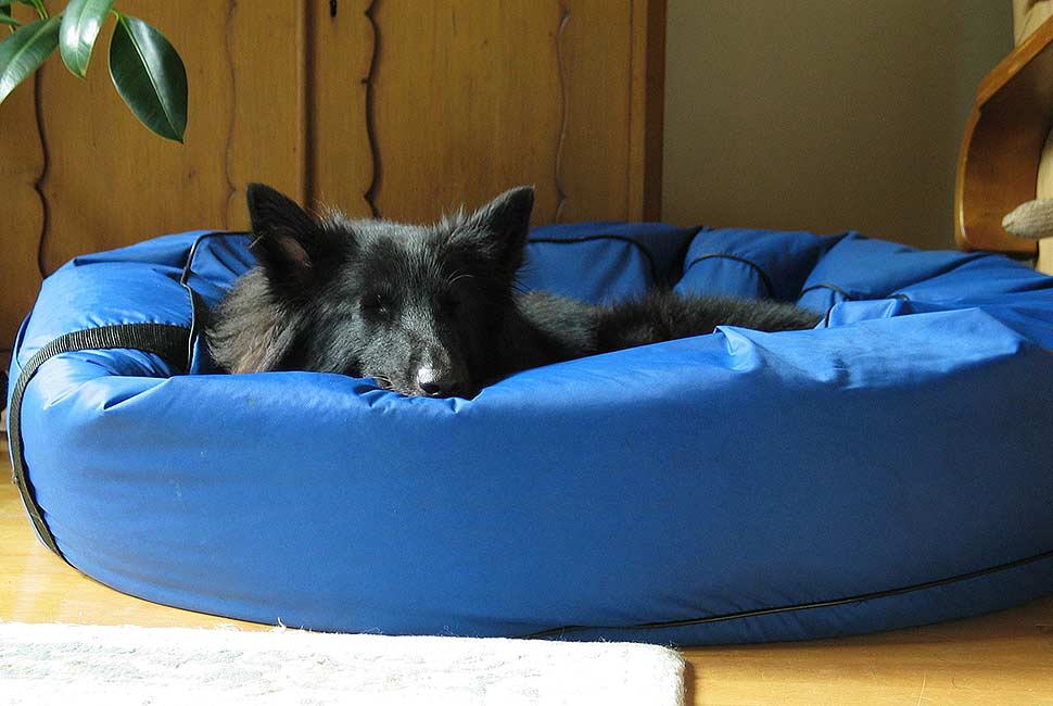 Gemütlicher Rückzugsort für den Vierbeiner mit passendem Hundebett. Foto: picabay.com Gemütlicher Rückzugsort für den Vierbeiner mit passendem Hundebett. Foto: picabay.com