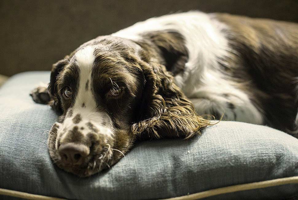 Gemütlicher Rückzugsort für den Vierbeiner mit passendem Hundebett. Foto: picabay.com Gemütlicher Rückzugsort für den Vierbeiner mit passendem Hundebett. Foto: picabay.com