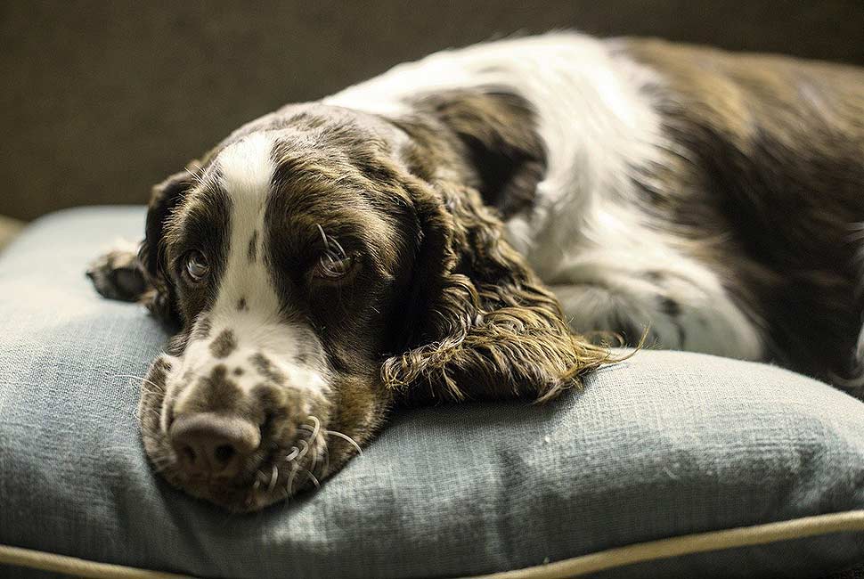 Gemütlicher Rückzugsort für den Vierbeiner mit passendem Hundebett. Foto: picabay.com