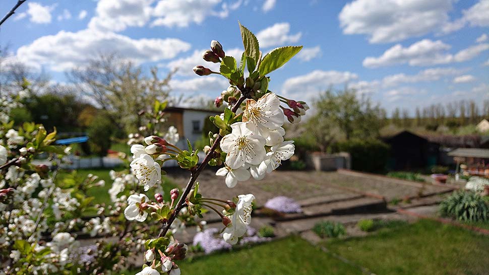 Alles, was Sie über deutsche Gartenkolonien wissen müssen. Foto: pixabay.com