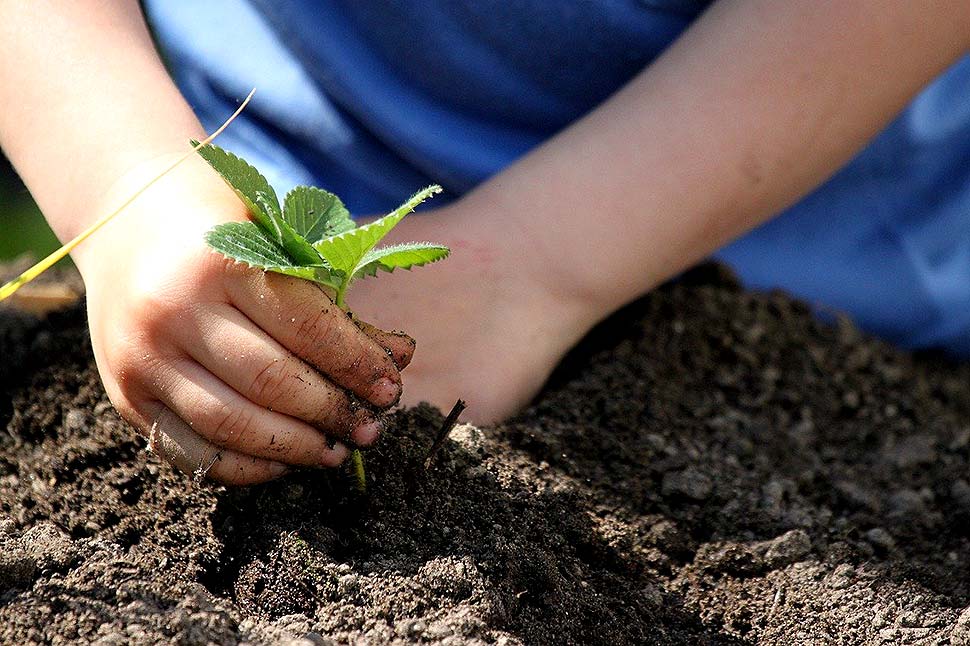 Alles, was Sie über deutsche Gartenkolonien wissen müssen. Foto: pixabay.com