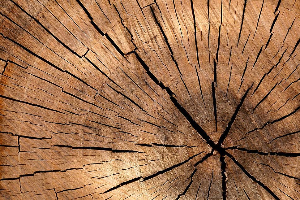Die Qual der Wahl – beliebte Holzarten für Möbelstücke und modernes Wohnen. Foto: pixabay.com Die Qual der Wahl – beliebte Holzarten für Möbelstücke und modernes Wohnen. Foto: pixabay.com