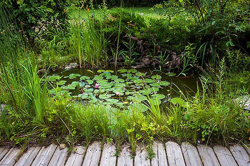 Einen Teich im eigenen Garten anlegen. Foto: iStock.com / Elenathewise Einen Teich im eigenen Garten anlegen. Foto: iStock.com / Elenathewise