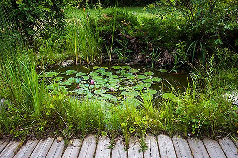 Einen Teich im eigenen Garten anlegen. Foto: iStock.com / Elenathewise