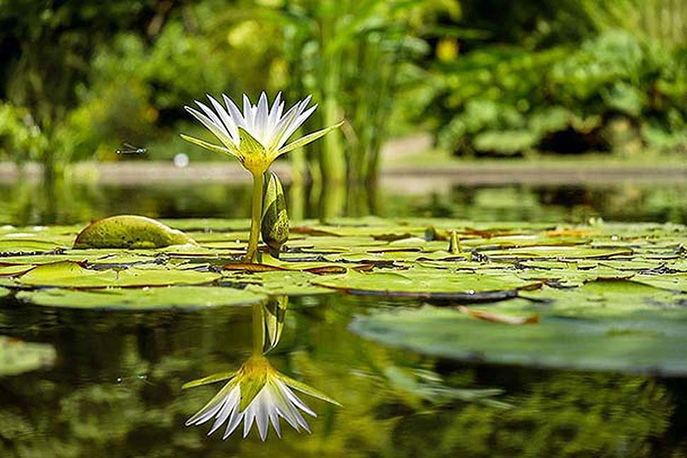 Einen Teich im eigenen Garten anlegen. Foto: pixabay.com Einen Teich im eigenen Garten anlegen. Foto: pixabay.com