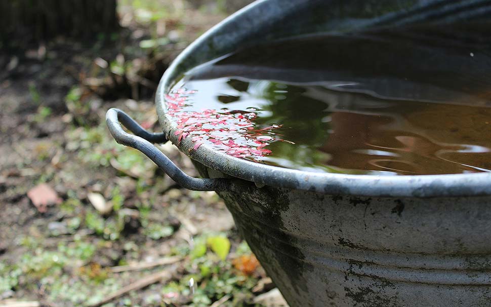 Regenwassernutzung im Haushalt. Foto: pixabay.com