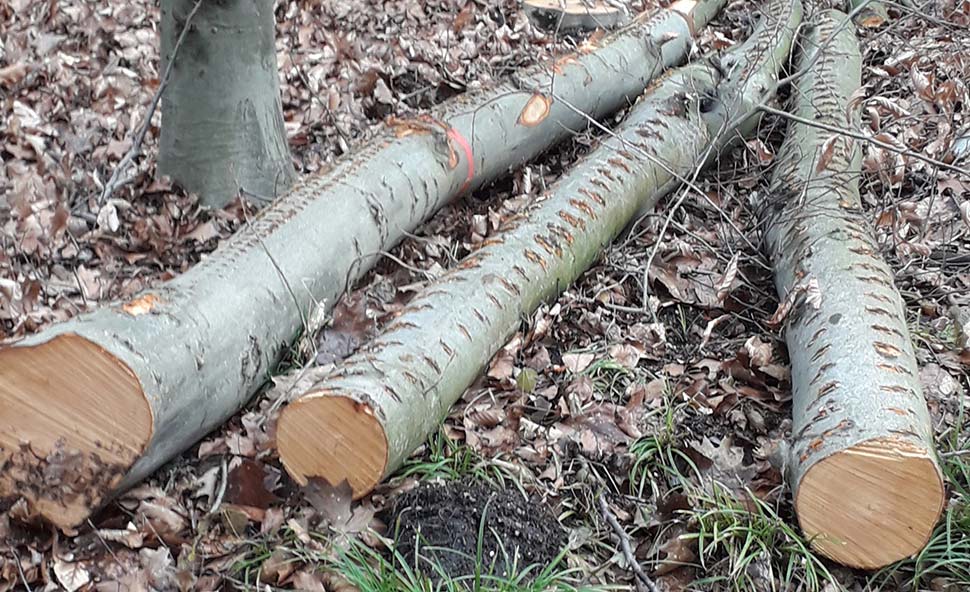 Brennholz besteht in der Regel aus minderwertigen Stämmen und Baumkronen. Foto: HKI