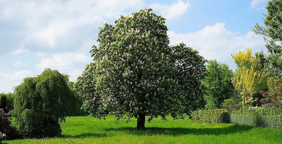 Grundstück in Erbpacht erwerben – Vor- und Nachteile. Foto: pixabay.com