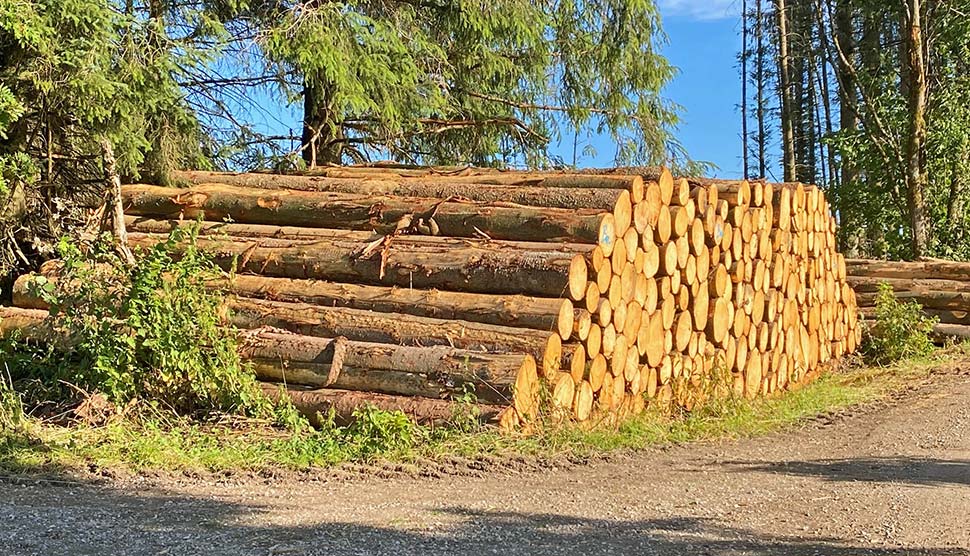 Das Holz für Fertighäuser stammt aus nachhaltiger Forstwirtschaft. Foto: BDF