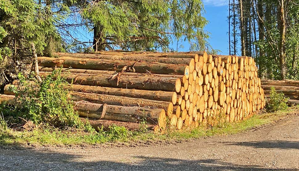 Das Holz für Fertighäuser stammt aus nachhaltiger Forstwirtschaft. Foto: BDF