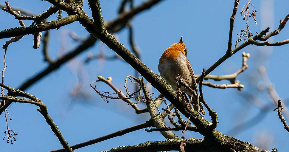 Beim Bauen an den Vogelschutz denken. Foto: pixabay.com