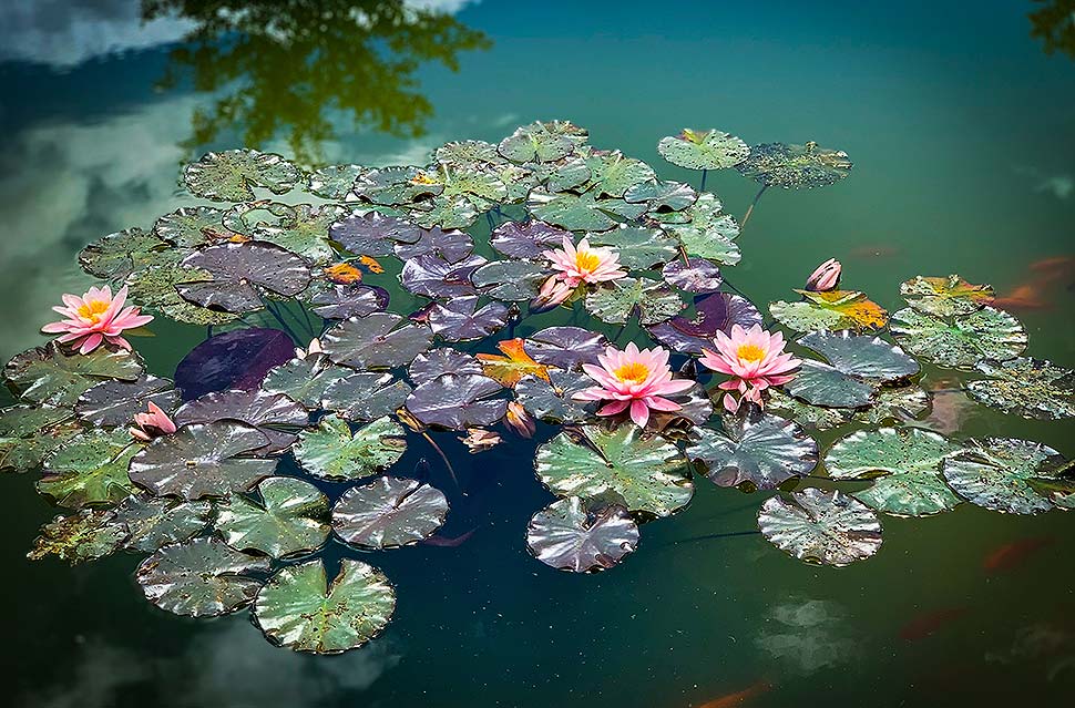 Den Gartenteich reinigen. Foto: Lynn Kintziger / unsplash.com