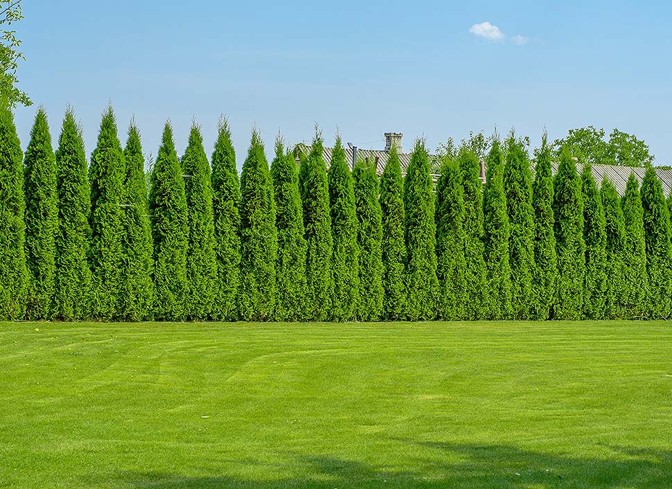 Pflanzen als Sichtschutzlösung einsetzen. Foto: PawelKacperek / Shutterstock.com