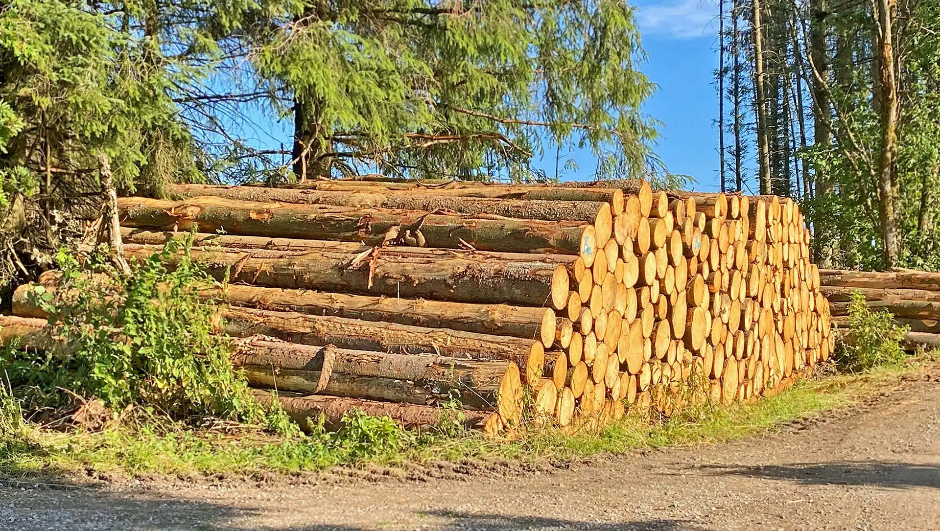 Das Holz für Fertighäuser stammt aus nachhaltiger Forstwirtschaft. Foto: BDF