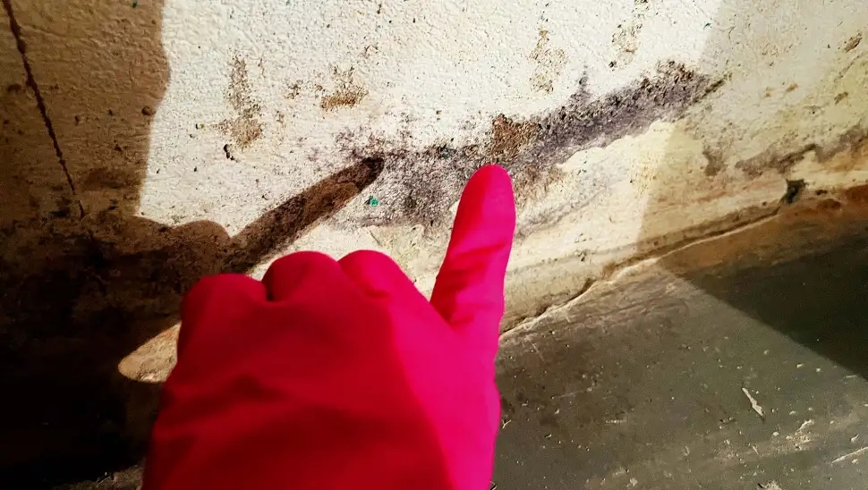 Ein Fall für Fachleute: Schimmel an der Wand kann krank machen Bild Nr. 6673, Quelle: Ulrike Link / BHW Bausparkasse