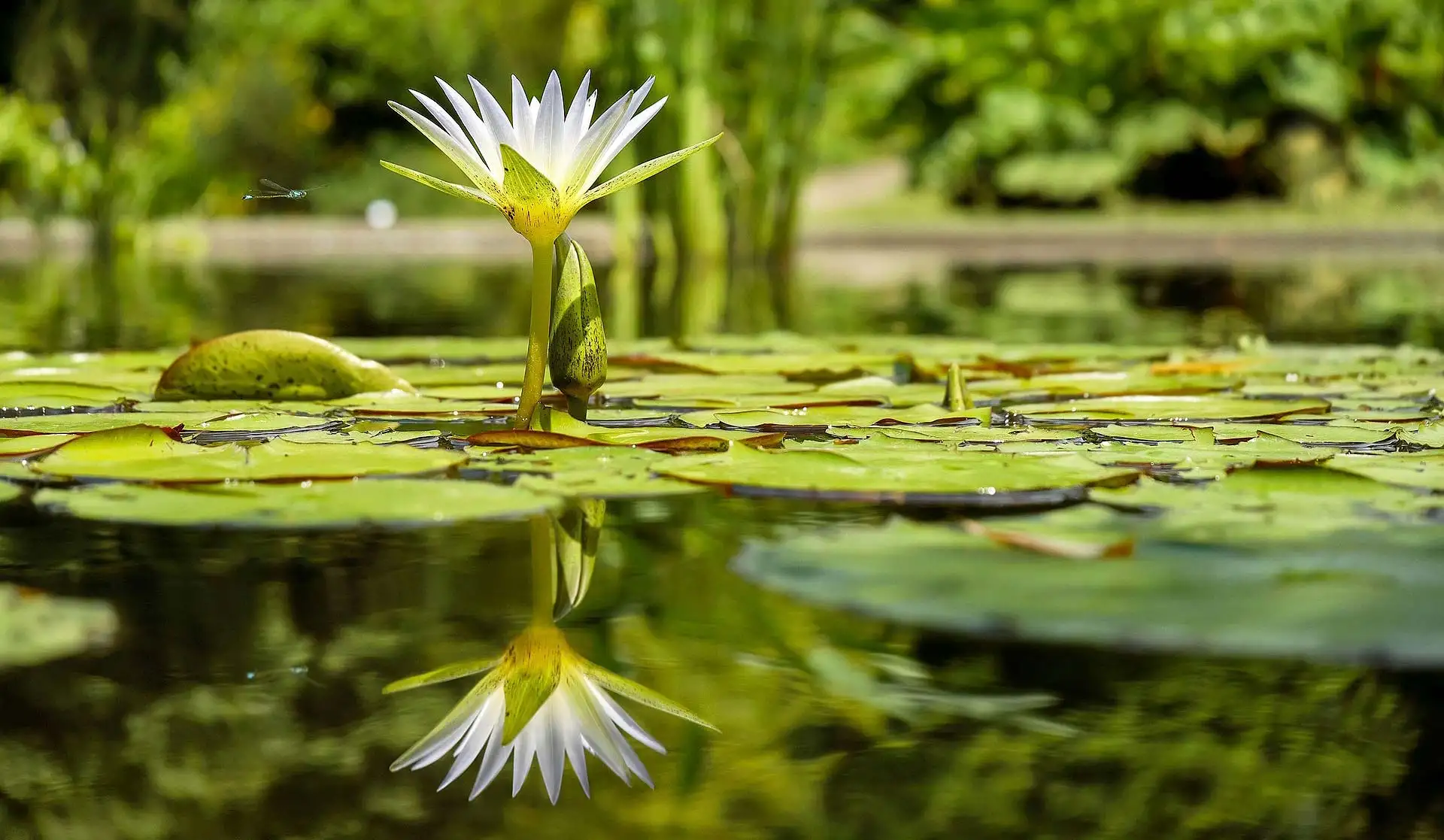 In 5 Schritten zum eigenen Gartenteich