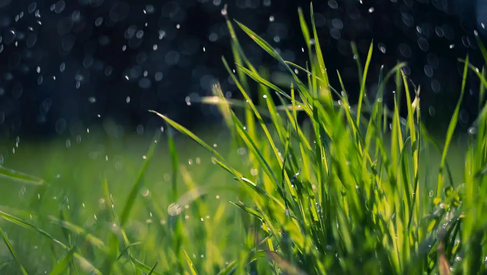 Grün planen, nicht improvisieren. Foto: Pixabay.com