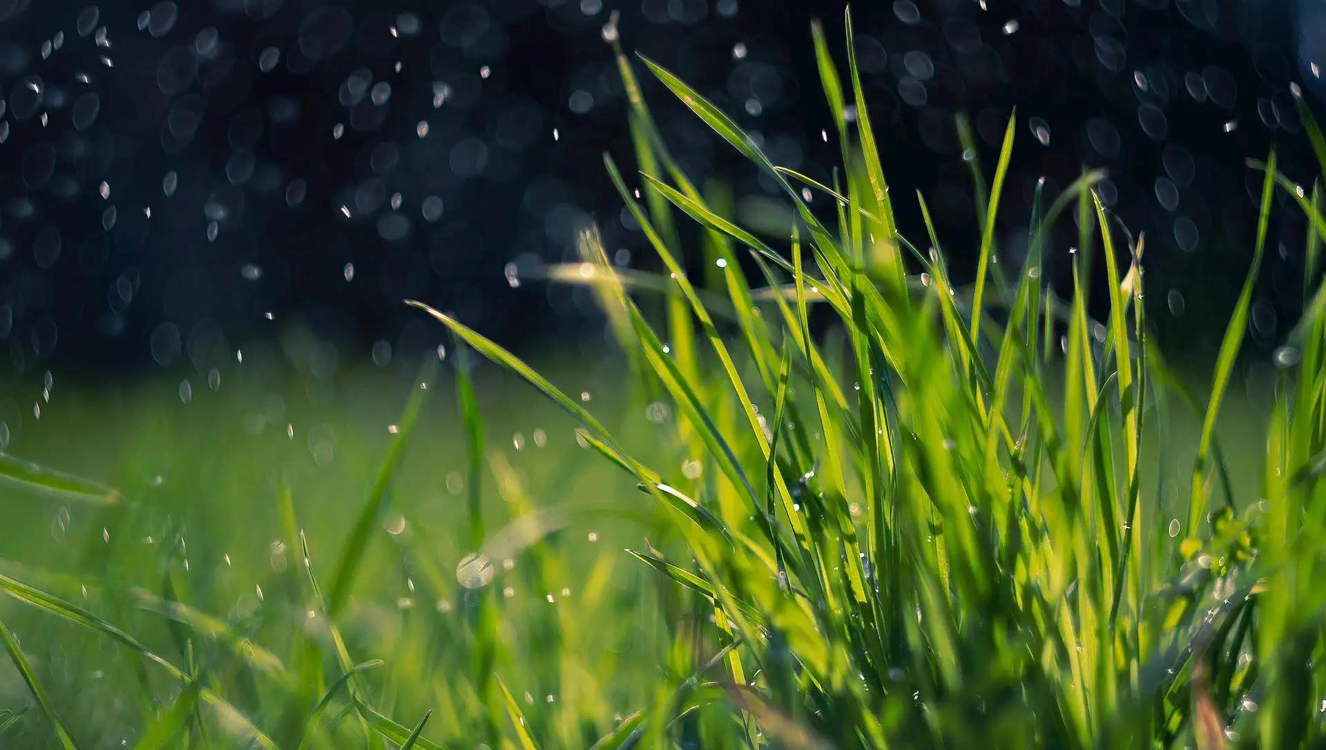 Grün planen, nicht improvisieren. Foto: Pixabay.com
