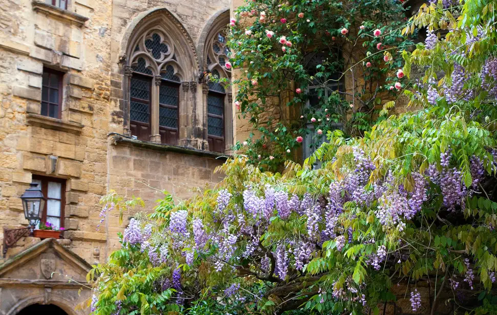 Top 7 Alternativen zu Kletterrosen in Ihrem Garten. Foto: Kamala Bright / Unsplash.com