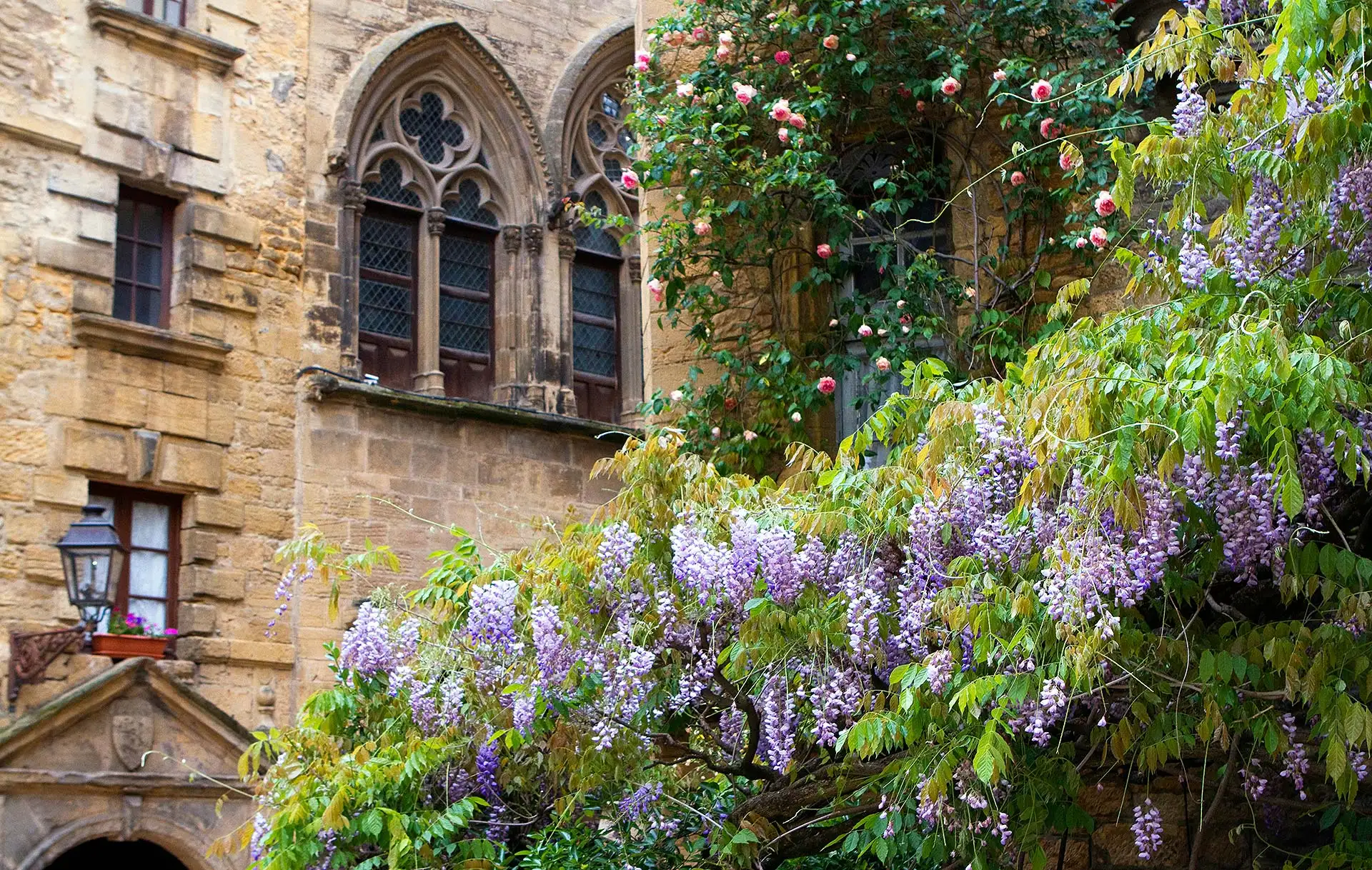 Top 7 Alternativen zu Kletterrosen in Ihrem Garten. Foto: Kamala Bright / Unsplash.com
