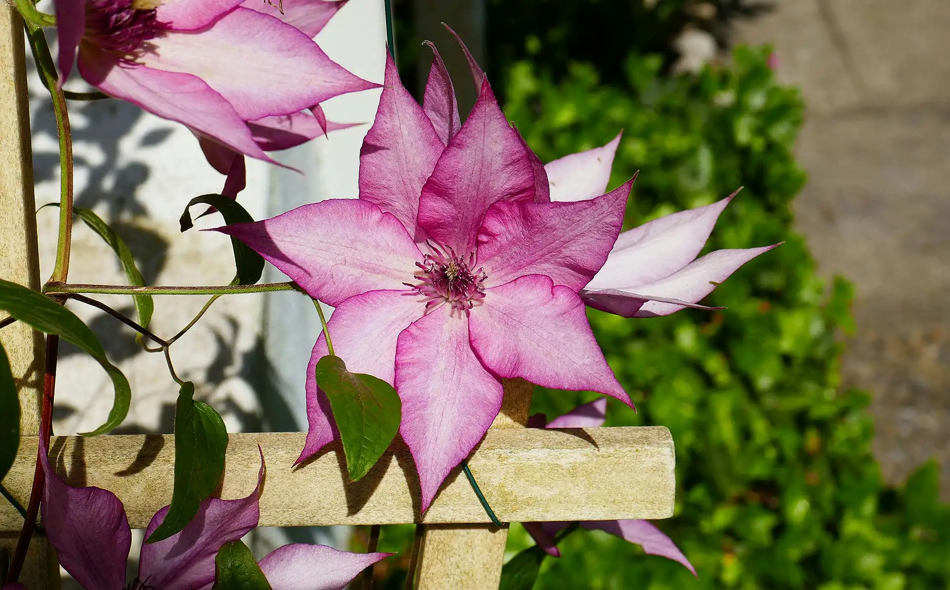 Top 7 Alternativen zu Kletterrosen in Ihrem Garten. Foto: Monika Manenti / Unsplash.com