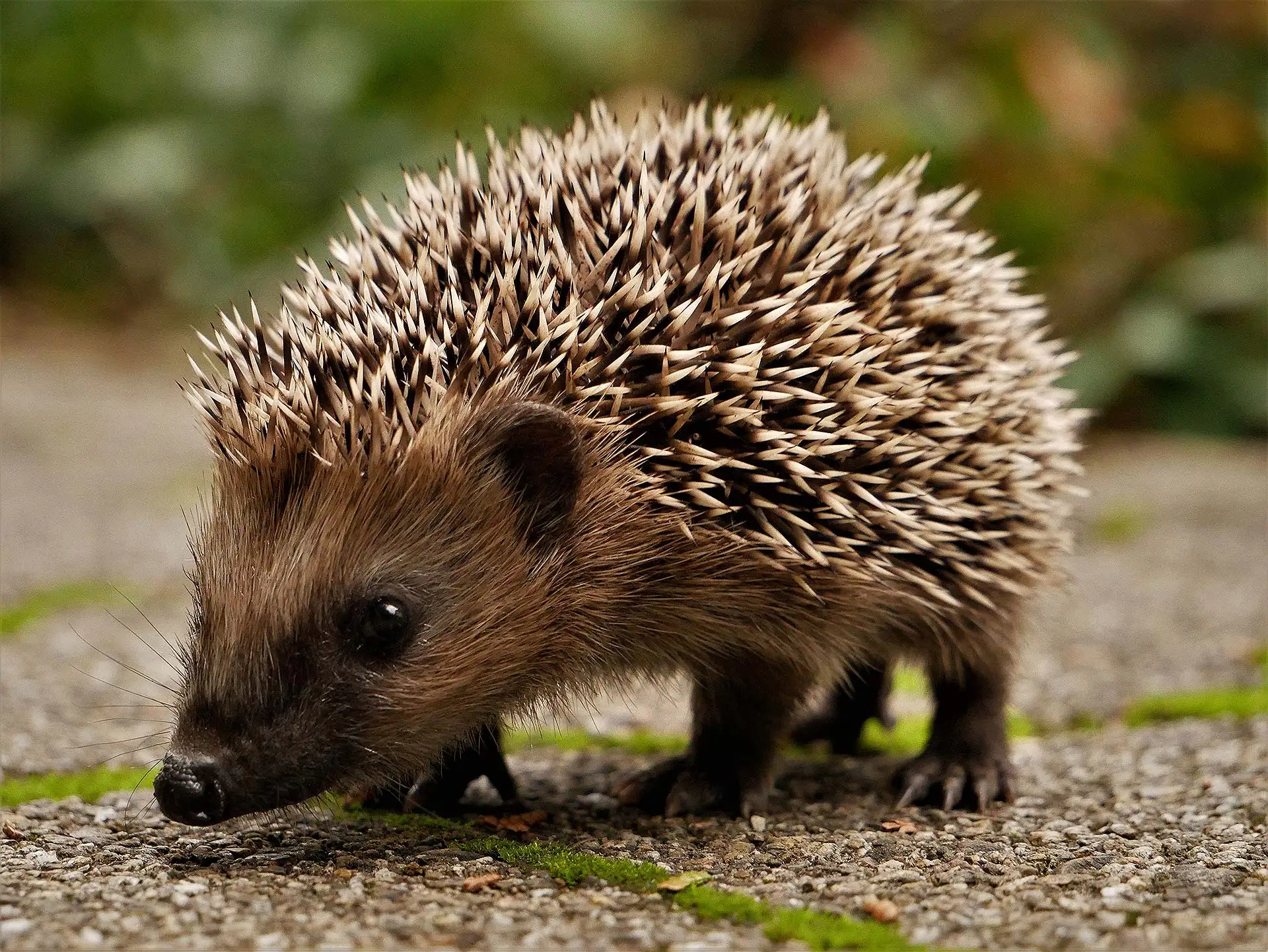 Vorsicht im Garten: Warum Gartenarbeit für Igel tödlich enden kann. Foto: Mr. SRC / pixabay.com